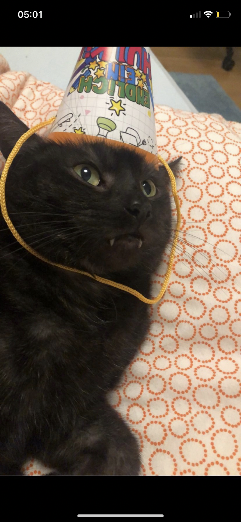 Süße Katze